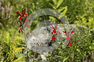 Red cardinal flowers at The Fells in Newbury, New Hampshire