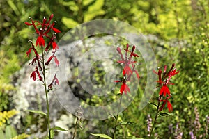 Red cardinal flowers at The Fells in Newbury, New Hampshire photo