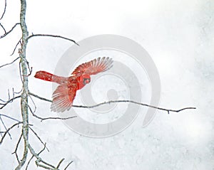 Red Cardinal Flying in the Snow