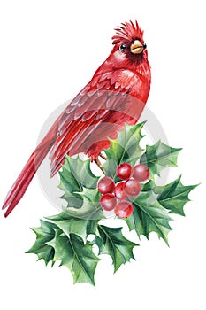 Red cardinal and holly branch, beautiful bird watercolor on white background, Christmas composition, new year holiday