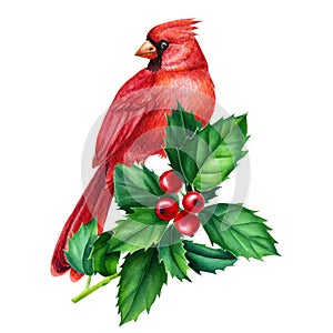 Red cardinal and holly branch, watercolor bird illustration. Hand Painted Illustration isolated on white background