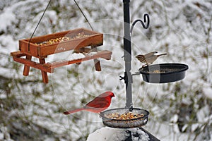 A red cardinal and house finch eating seeds on the bird feeder with the snowy background