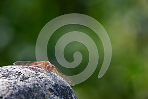 Red Cardinal Meadowhawk dragonfly perched on a sun warmed rock in a garden
