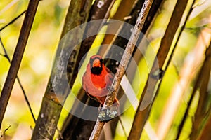 Red Cardinal Perched Between Bamboo and Making Eye Contact on Sunny Day