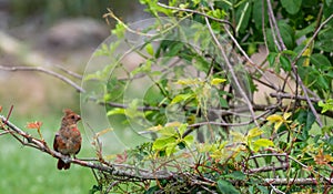 Red cardinal perched on limb in forest