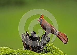 A red Cardinal perches on a tree stump with a green background.