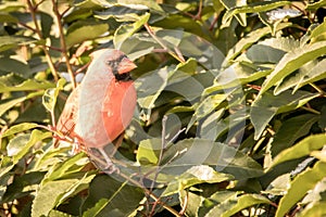 Red cardinal on red branch with green leaves snow