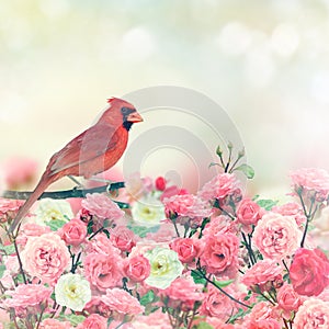 Red Cardinal In Rose Garden