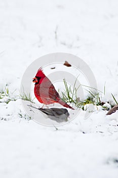 Red Cardinal sits in the snow feeding.