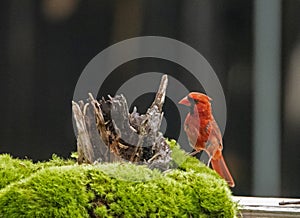 Red Cardinal sits on a stump looking for food.