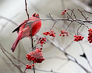 Red Cardinal sitting in a tree with Red Berries