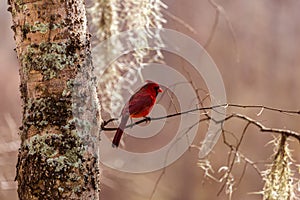 Red Cardinal and Spanish Moss