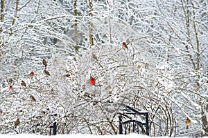 A red Cardinals sit in a snowy with other songbirds.