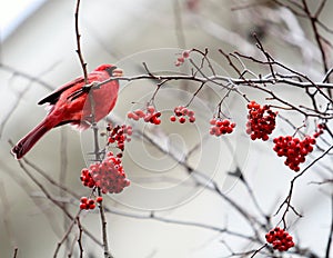 Red Cardinals sitting in a tree with Red Berries