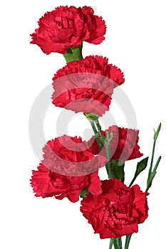 Red Carnation