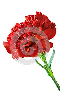 Red carnation