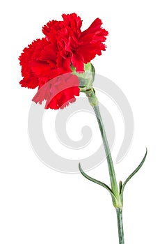 Red carnation