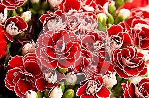 Red carnation