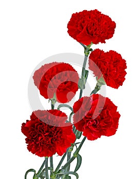 Red Carnation Bouquet