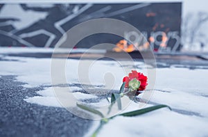 Red carnation flower assigned to eternal flame. Blurred background. Nizhniy Novgorod, Russia