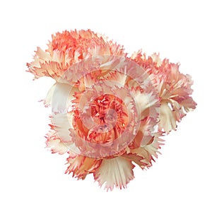 Red carnation flower heads isolated