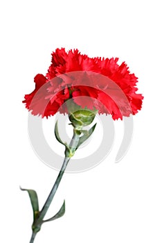 Red carnation flower isolated on white