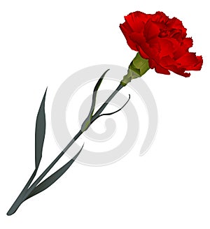 Red carnation flower isolated on white background