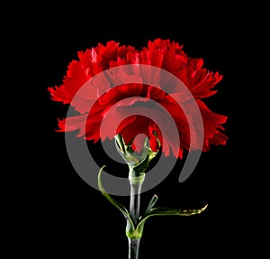 Red carnation flowers isolated on a black background