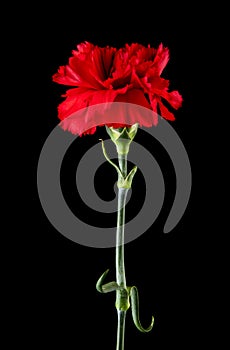 Red carnation flowers isolated on black background