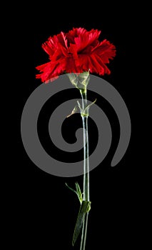 Red carnation flowers isolated on black background