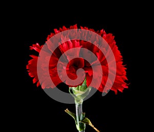 Red carnation flowers isolated on a black background