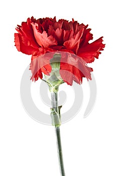 Red carnation isolated on white