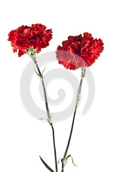 Red carnation isolated on white