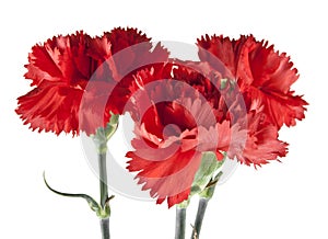 Red carnation isolated on white