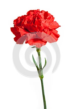 Red carnation isolated on white