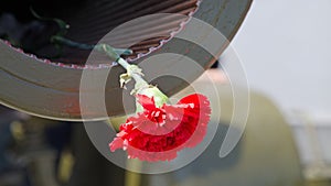 Red Carnation in the muzzle of the gun barrel