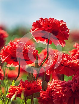 Red carnation poppies blooming in spring