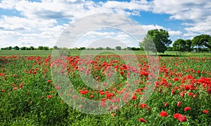 Red carnation poppy field in Texas spring