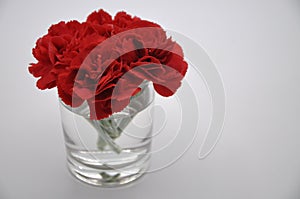 Red carnation. Red flowers with white background. Dianthus caryophyllus. photo