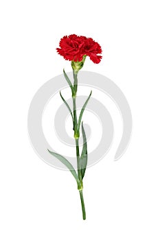 Red carnation