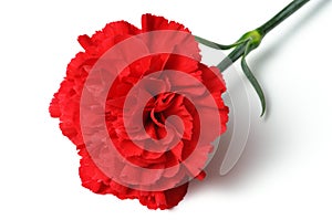 Red carnation on white background. (horizontal)