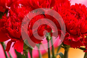 Red carnations close up