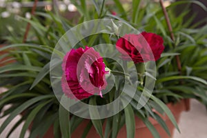 Red carnations in dense greenery in a flower pot, soft focus