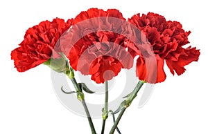 Red Carnations flowers