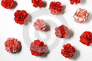 Red carnations flowers on white background. Flat lay.