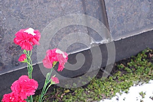 Red carnations at the memorial. Memory of fallen soldiers. May 9.