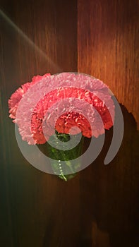 Red carnations in vase