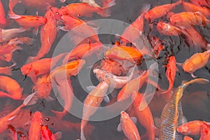 Red carp fish.