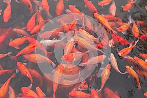 Red carp fish.
