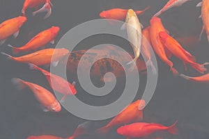 Red carp fish.